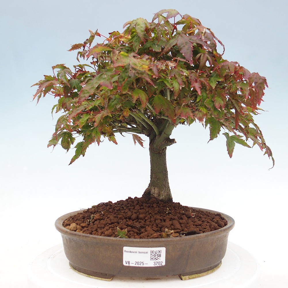 Acer palmatum KIOHIME - Palmetto-Ahorn
