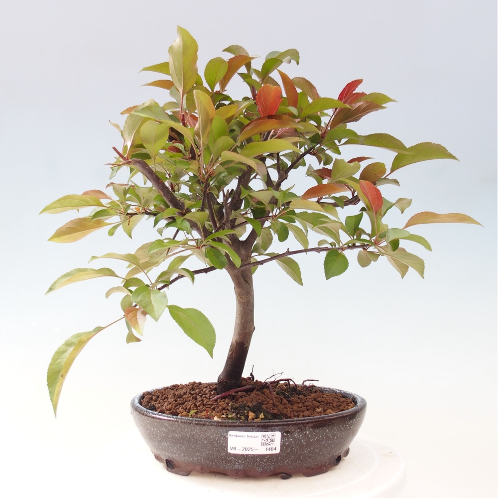 Freilandbonsai - Malus Domestica - Kleinfruchtiger rotblättriger Apfelbaum