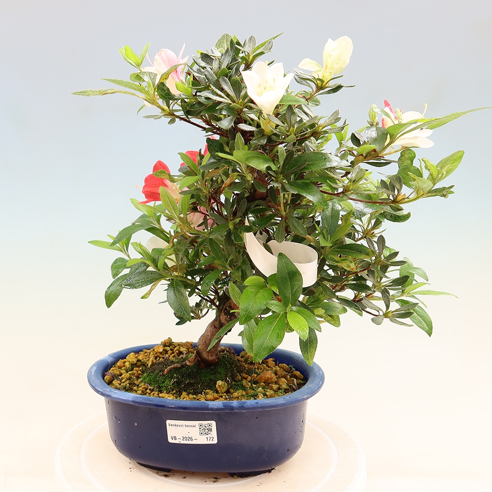 Bonsai für draußen - Japanische Azalee - Azalee CHIHIRO