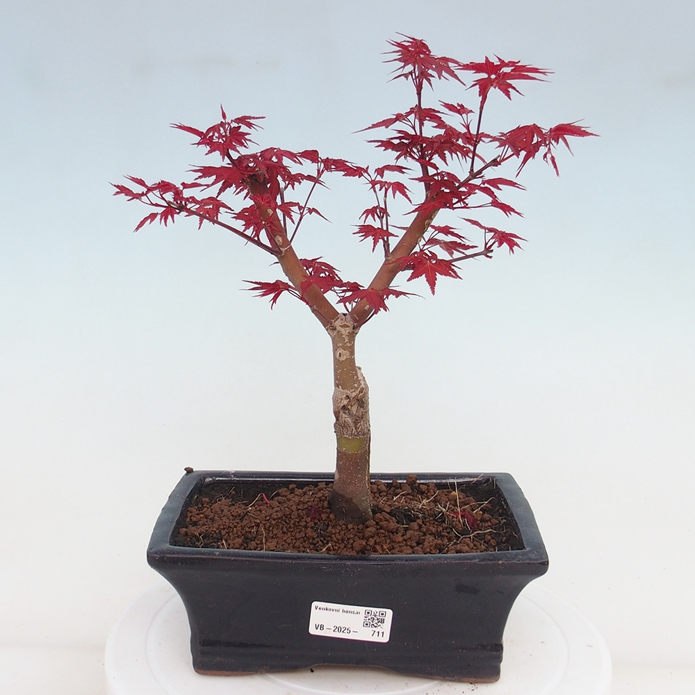 Outdoor bonsai - dlanitolistý klon - Acer palmatum DESHOJO