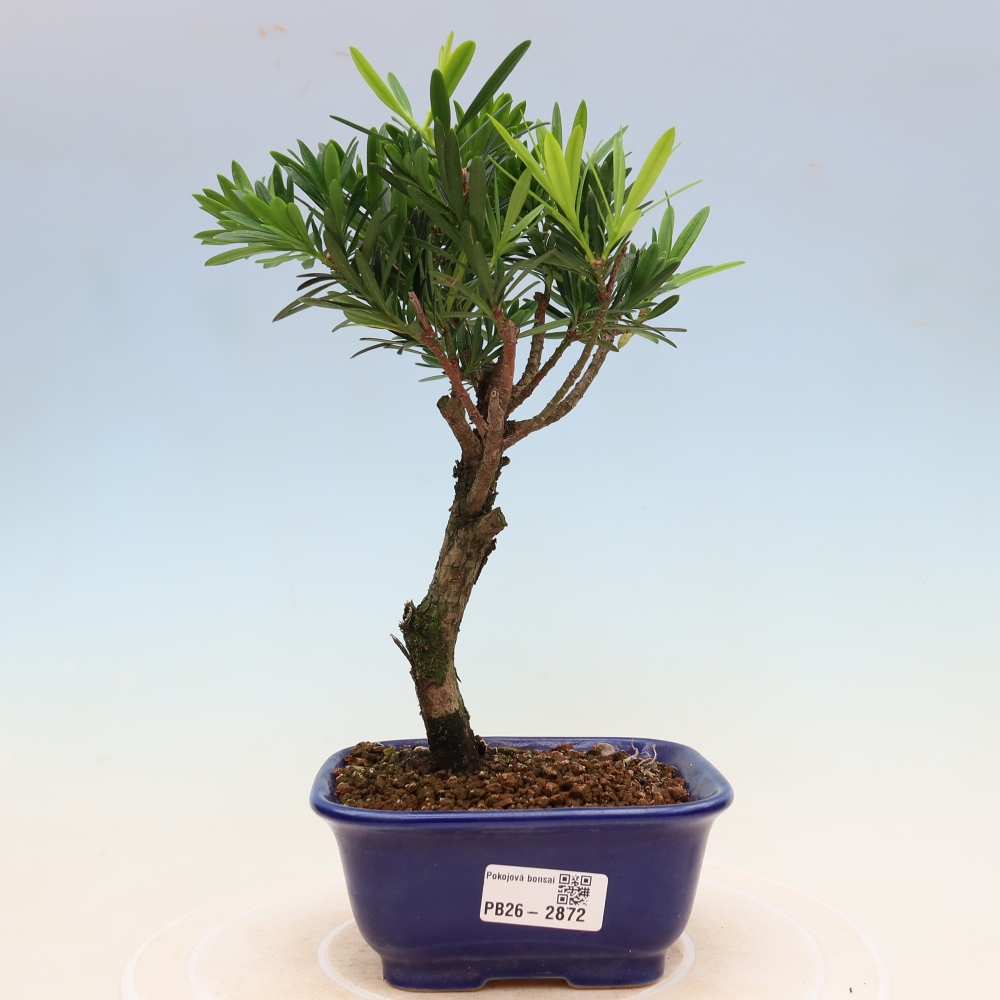 Zimmerbonsai - Podocarpus - Stein-Eibe