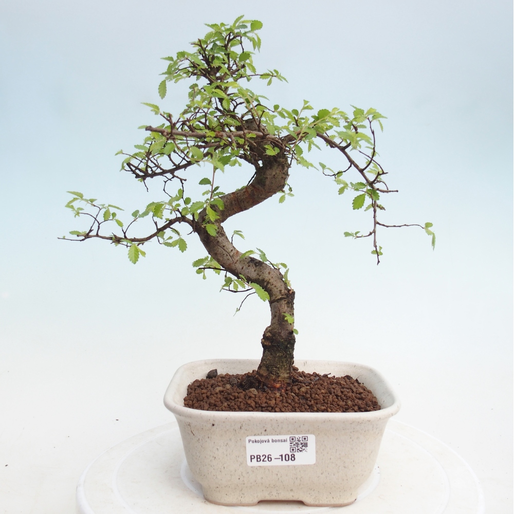 Zimmerbonsai - Ulmus parvifolia - Kleinblättrige Ulme