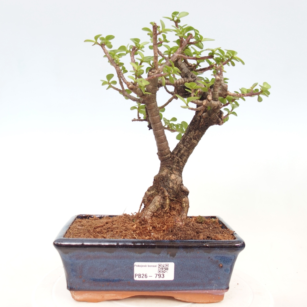 Zimmer Bonsai - Portulakaria Afra - Tlustice