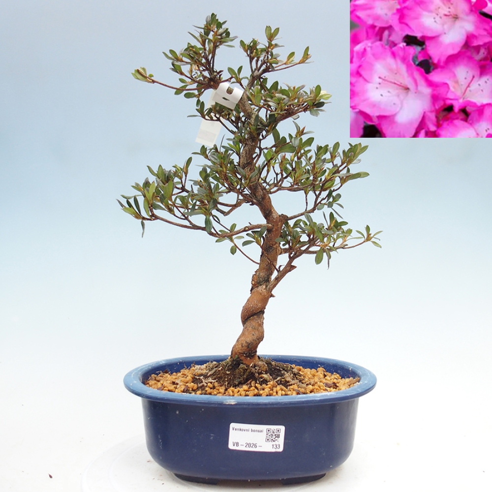 Bonsai für draußen - Japanische Azalee - Azalea Mio