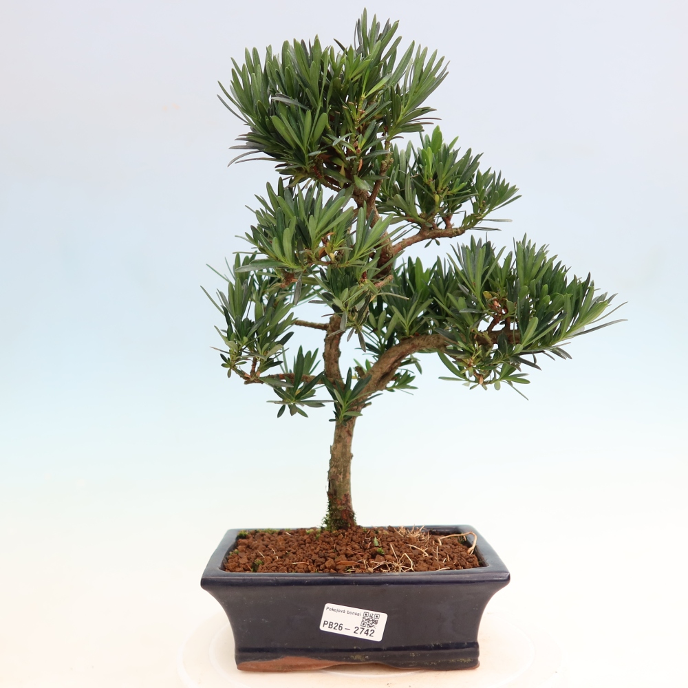 Zimmerbonsai - Podocarpus - Stein-Eibe