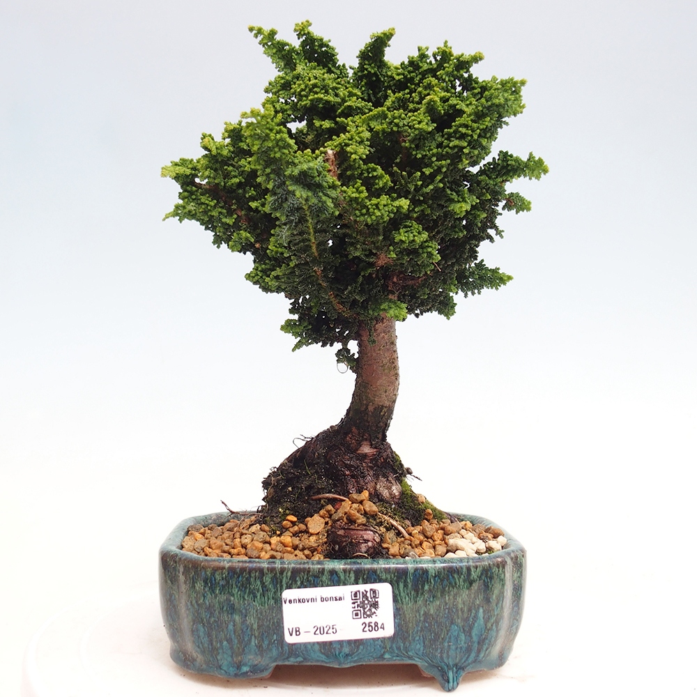 Bonsai im Freien - Cham. obtusa SEKKA HINOKI - Zypresse