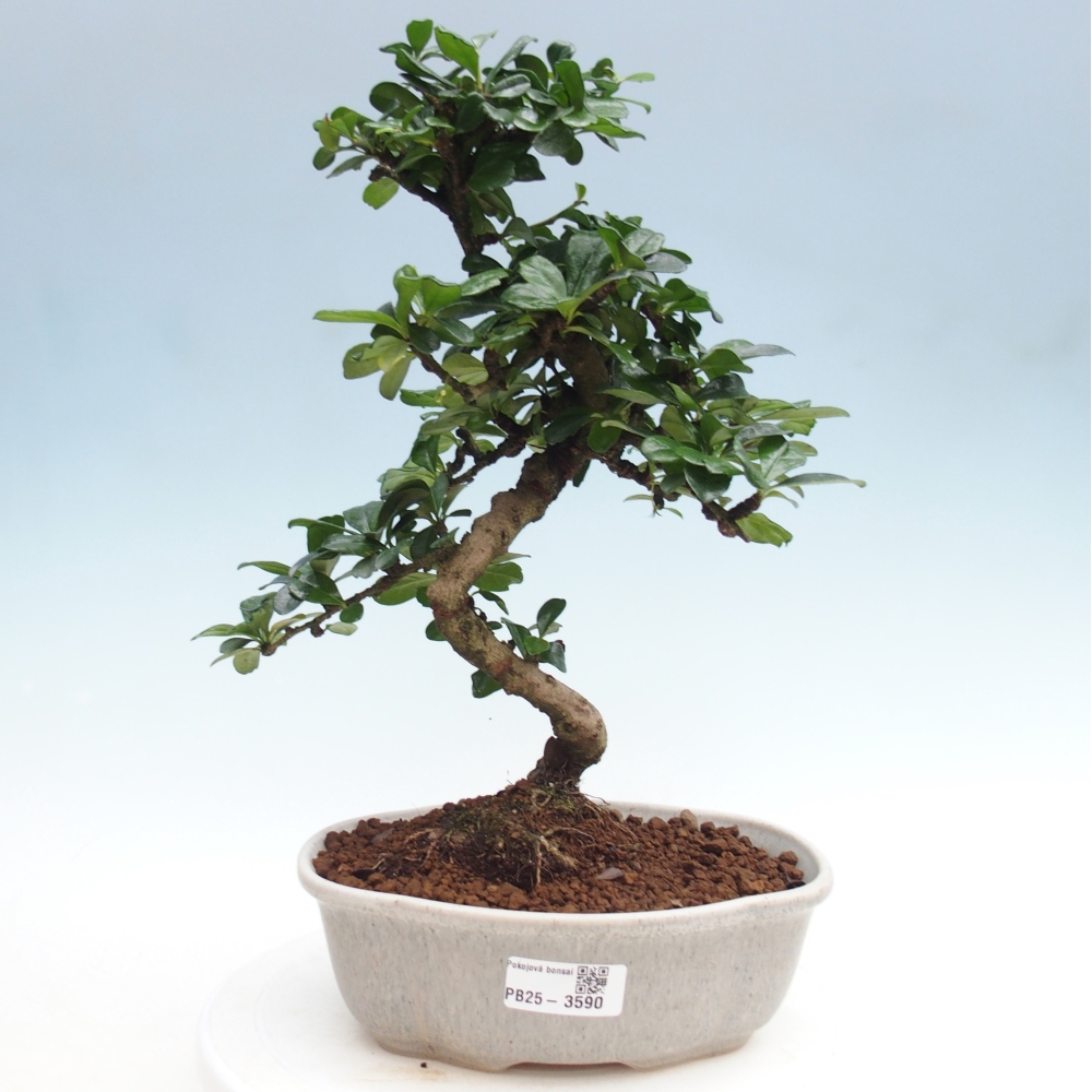 Zimmer-Bonsai - Carmona macrophylla - Tee-Fuki