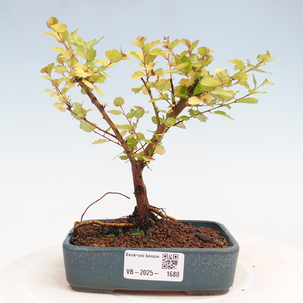 Bonsai im Freien - Zwergbirke - Betula NANA Treasure