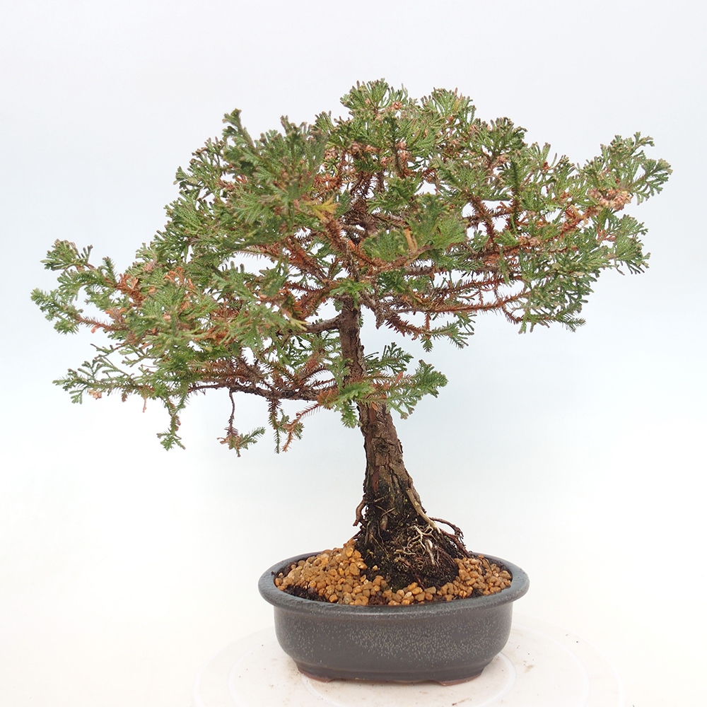 Bonsai für draußen - Chamaecyparis thyoides - Zypresse