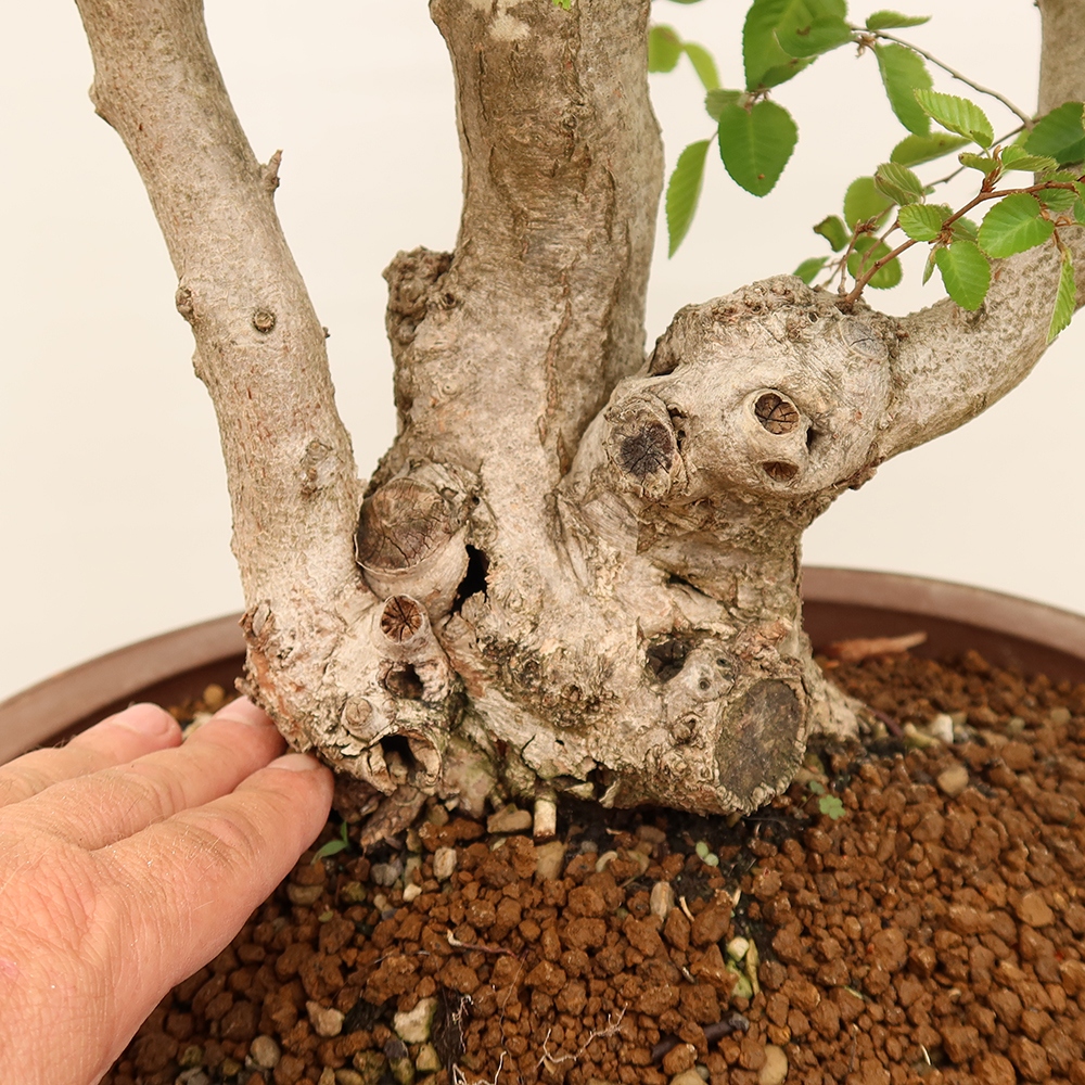 Bonsai im Freien - Carpinus Coreana - Koreanische Hainbuche