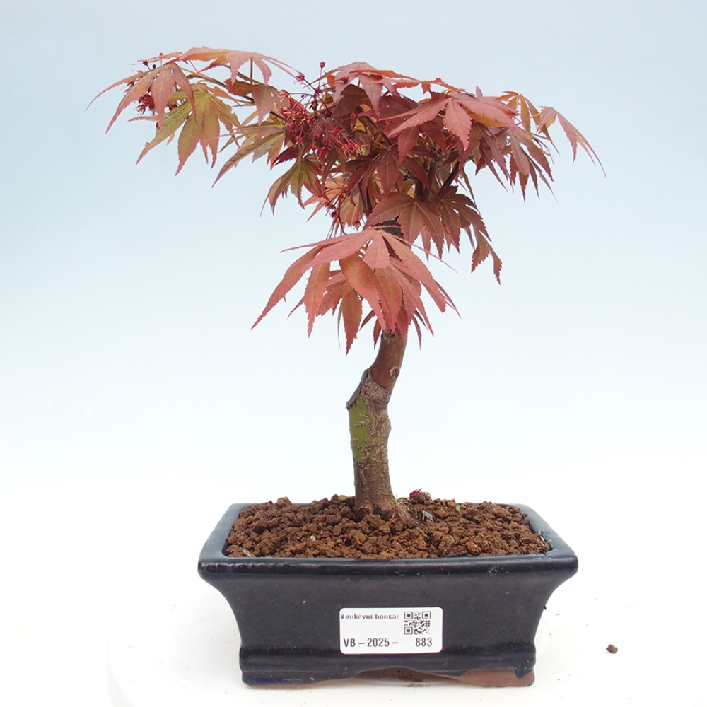 Bonsai im Freien - Acer-Palme. Atropurpureum-Palmenblatt-Ahorn