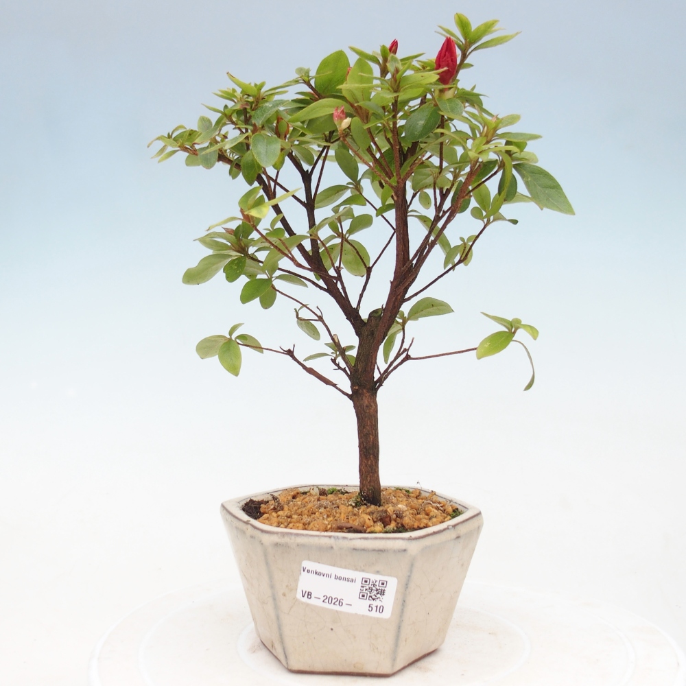 Bonsai für draußen - Japanische Azalee - Azalea sp.