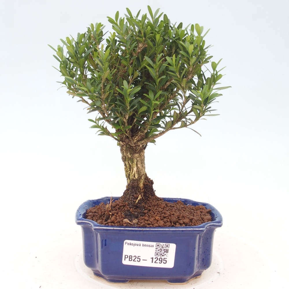 Zimmerbonsai - Buxus harlandii - Korkbuchsbaum