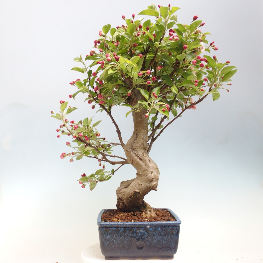Outdoor-Bonsai -Malus halliana - Kleinfrüchtiger Apfelbaum