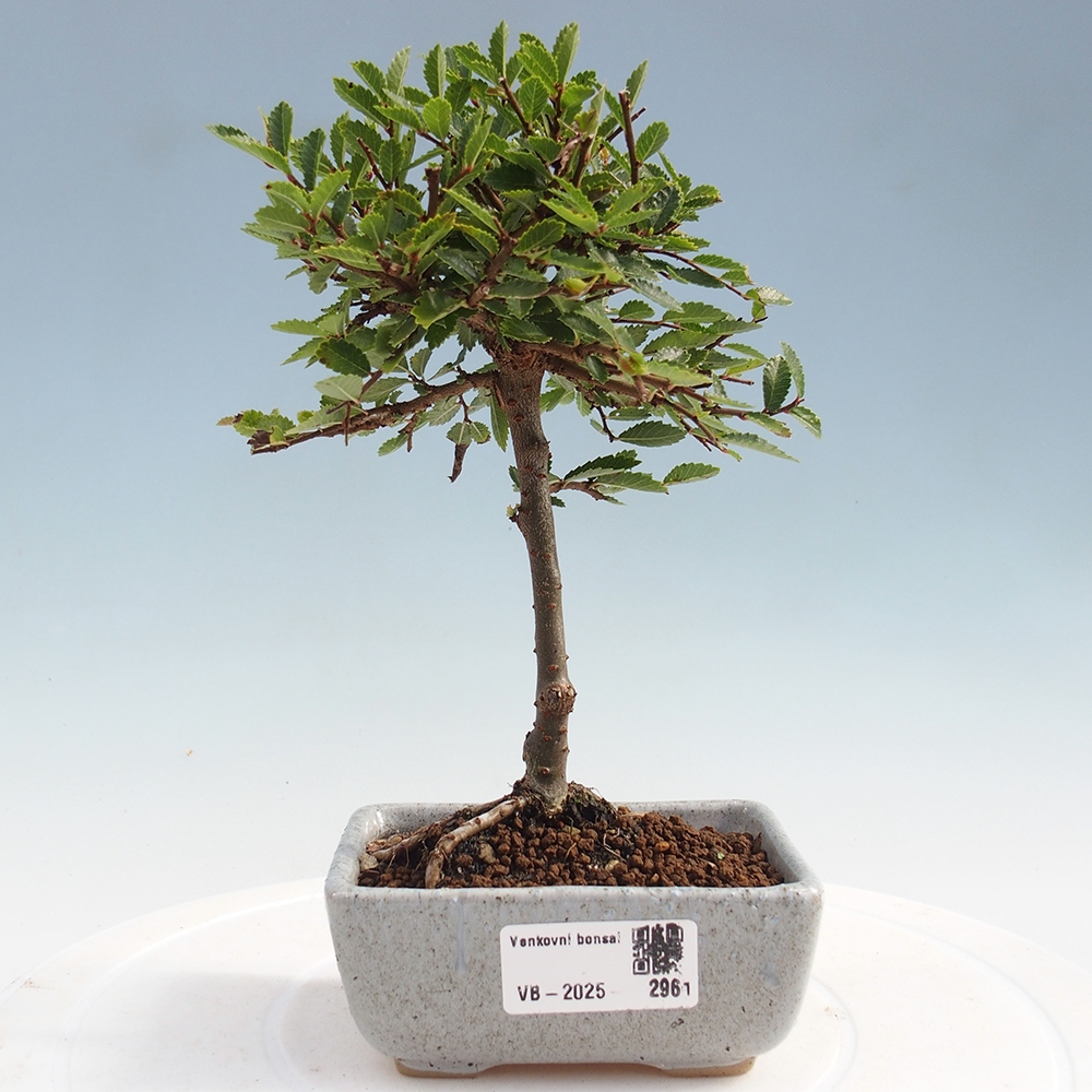 Bonsai im Freien - Ulmus parvifolia Sagei - Kleinblättrige Ulme