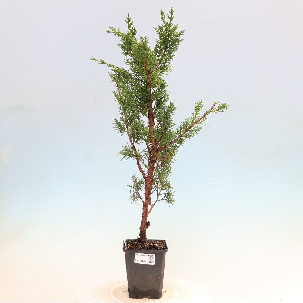 Bonsai für draußen - Juniperus chinensis Kishu