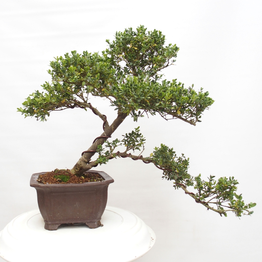 Zimmerbonsai - Ilex crenata - Holly