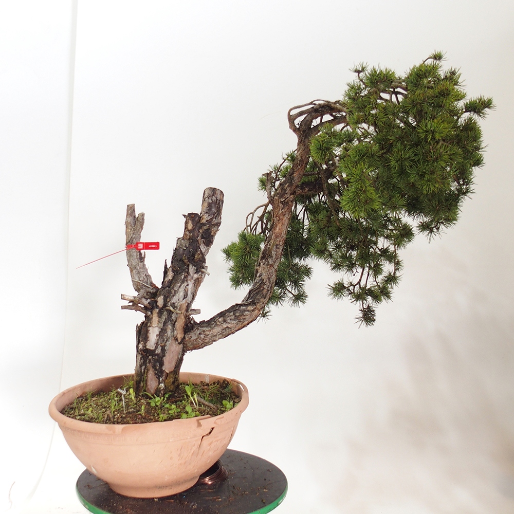 Yamadori - Pinus sylvestris Spanien