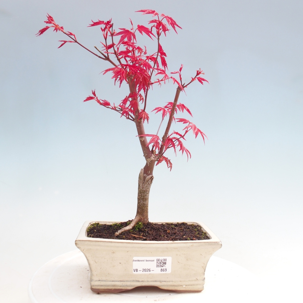 Bonsai für draußen - Acer palmatum DESHOJO