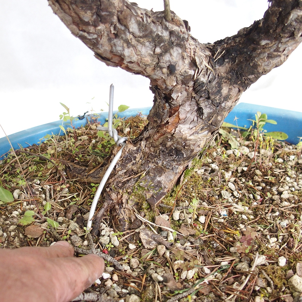 Yamadori - Pinus sylvestris 