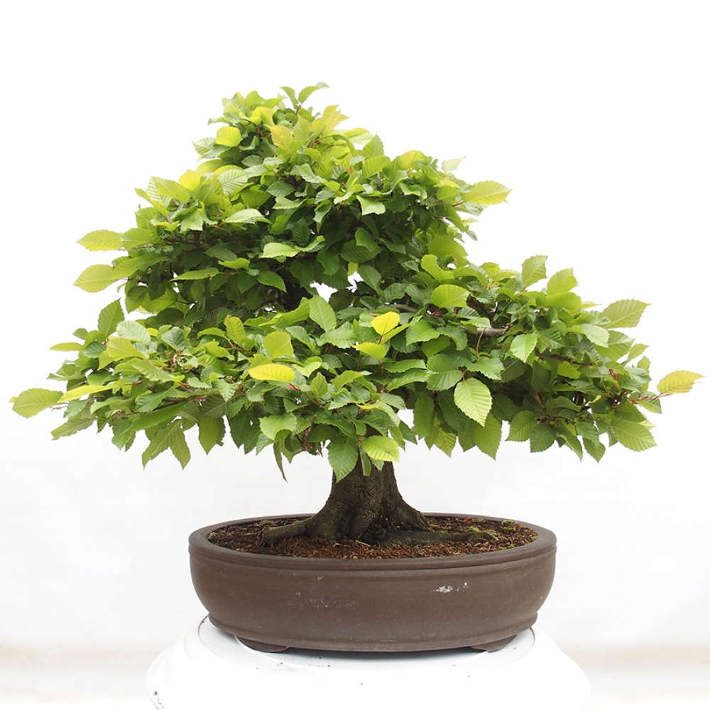 Bonsai im Freien - Hainbuche - Carpinus betulus