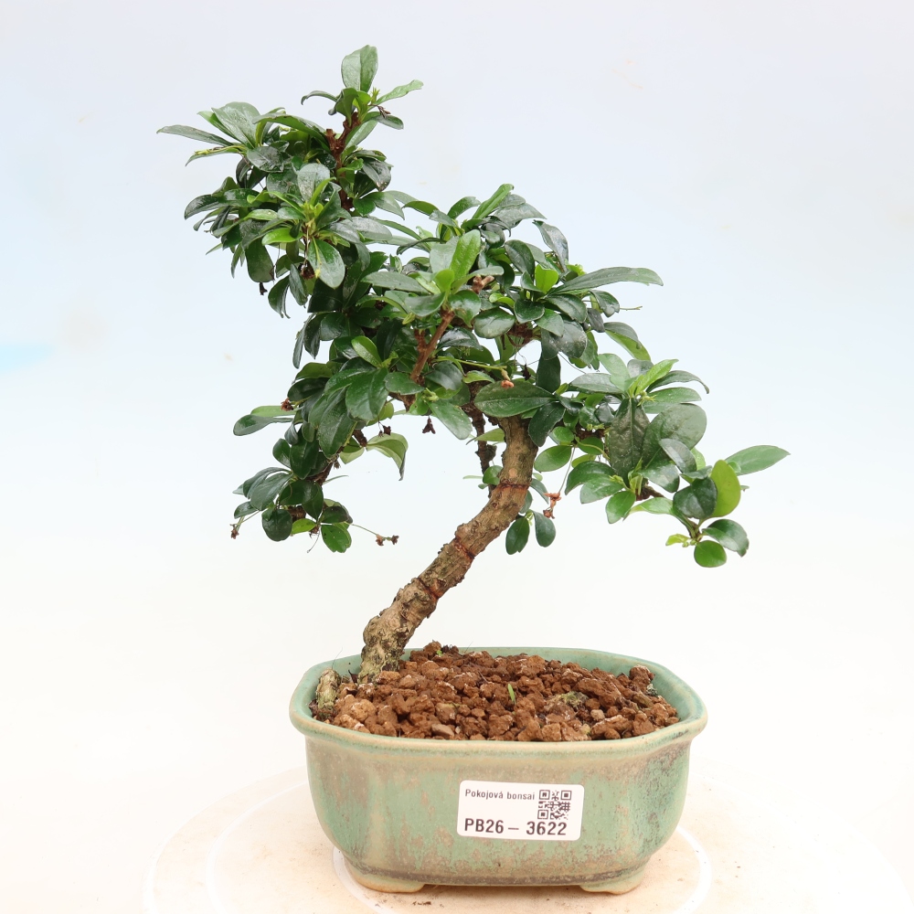 Zimmer-Bonsai - Carmona macrophylla - Tee-Fuki