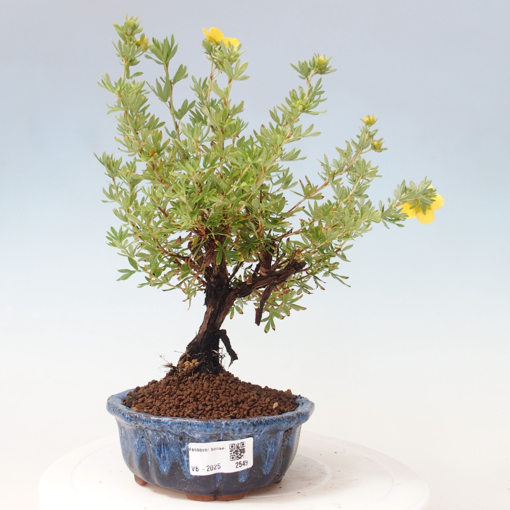 Outdoor-Bonsai-Fingerkraut - Potentila fruticosa gelber Vogel