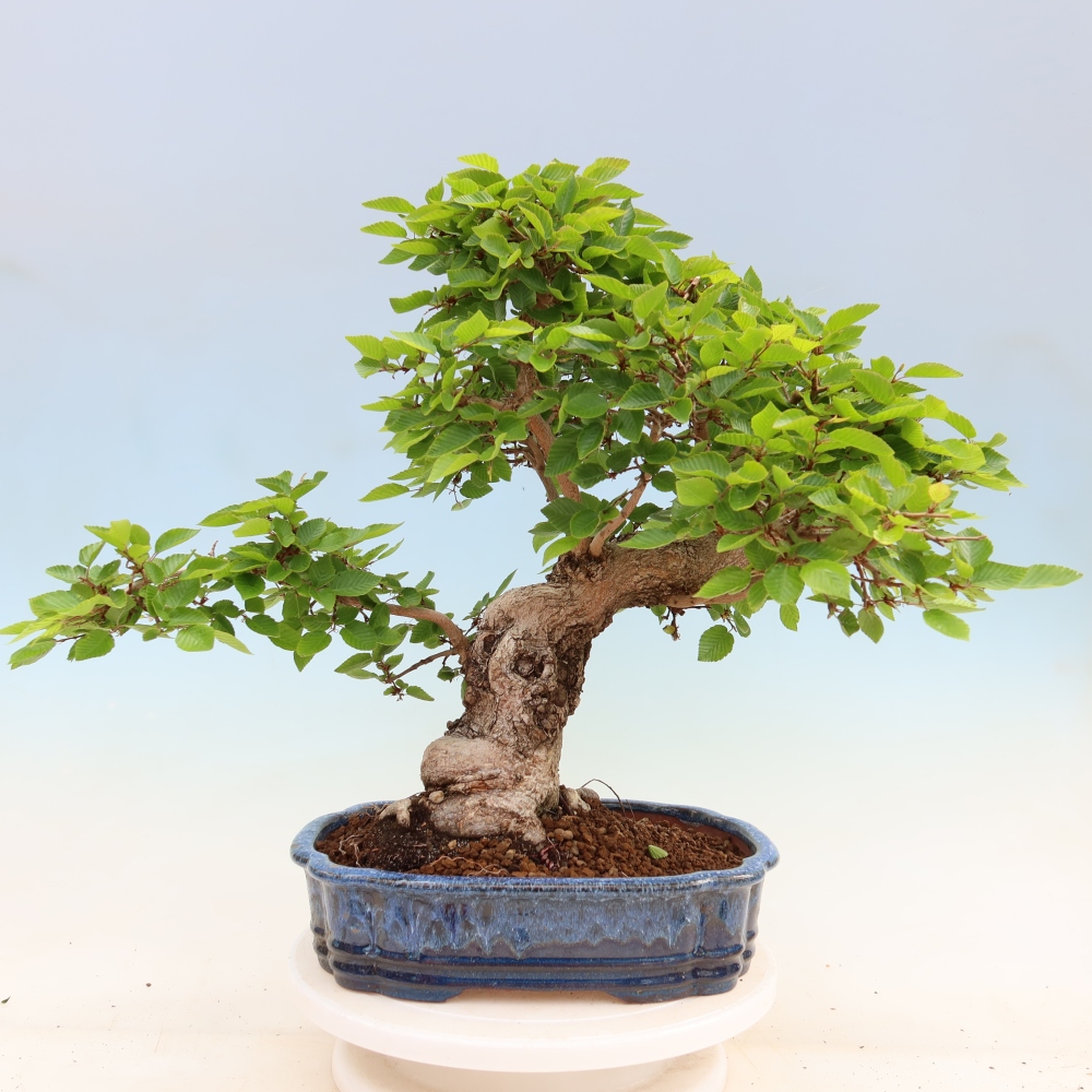 Bonsai für draußen - Karpinus Coreana - Koreanische Hainbuche