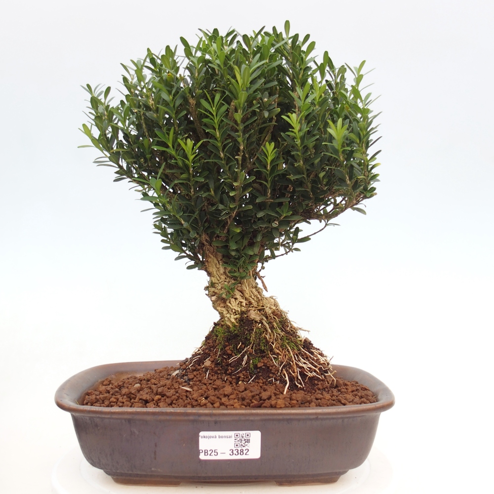Zimmer Bonsai - Buxus harlandii - Korkbuxus