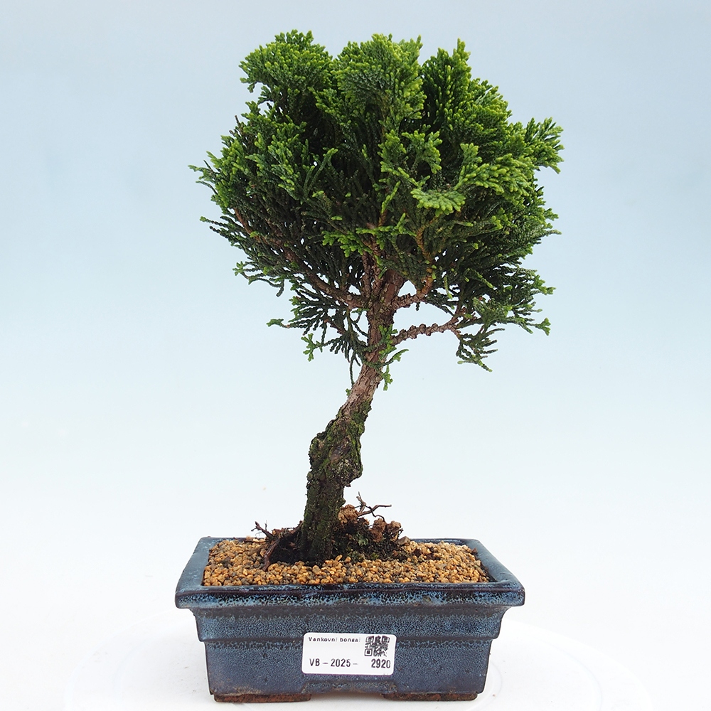 Outdoor-Bonsai - Cham.pis obtusa Nana Gracilis - Zypresse