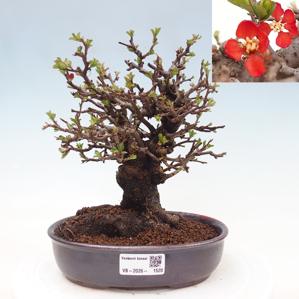 Bonsai für draußen - Chaneomeles speciosa - Quitte
