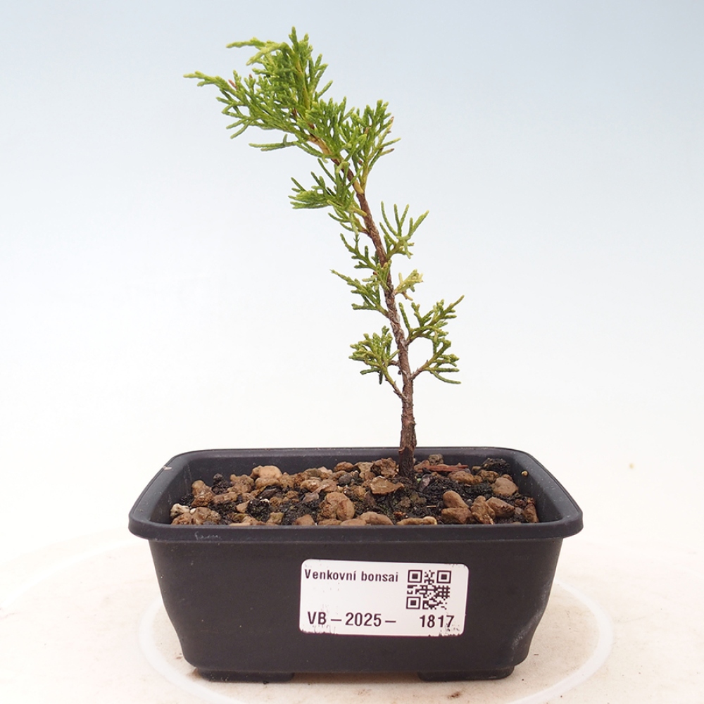Outdoor bonsai - Juniperus chinensis Itoigawa - Chinese juniper