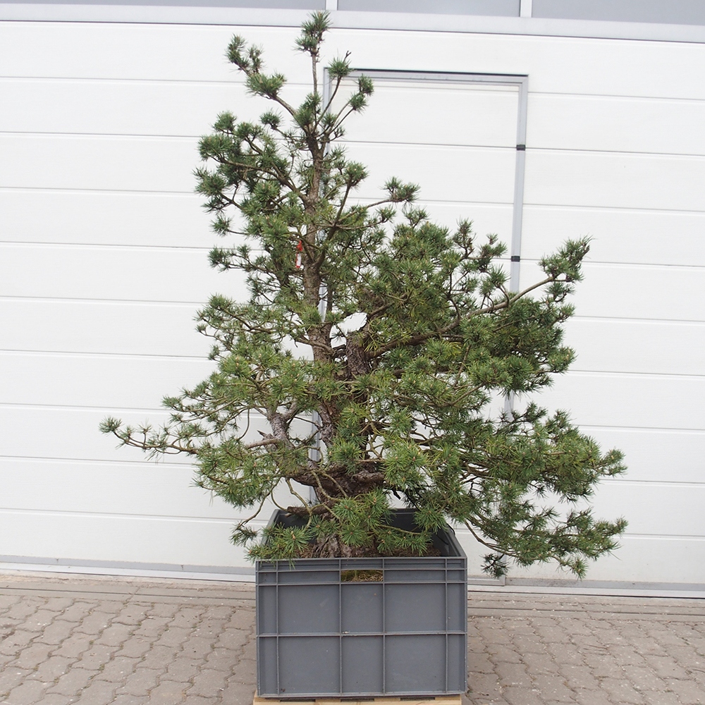 Yamadori - Pinus sylvestris 
