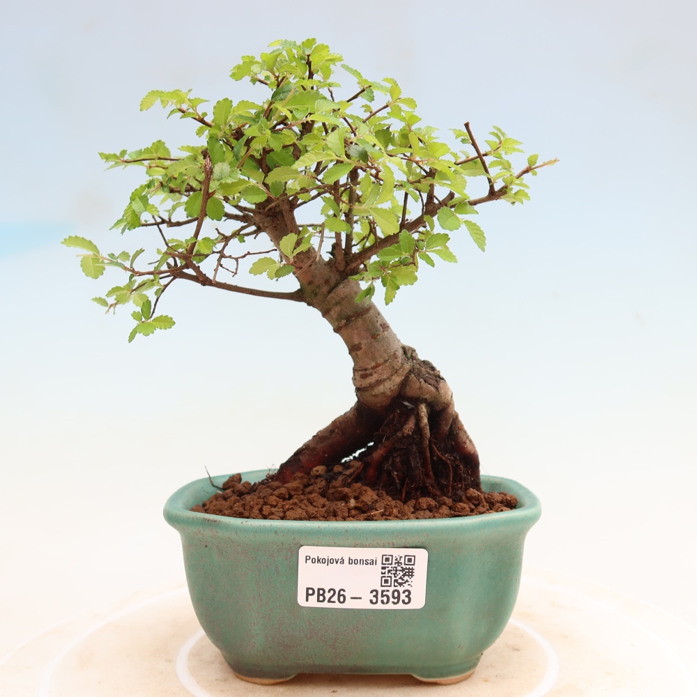 Zimmerbonsai - Ulmus parvifolia - Kleinblättrige Ulme