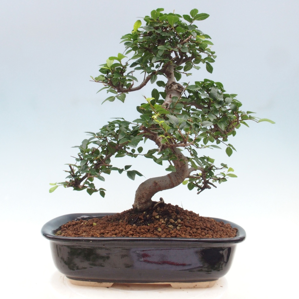 Zimmerbonsai - Ulmus parvifolia - Kleinblättrige Ulme