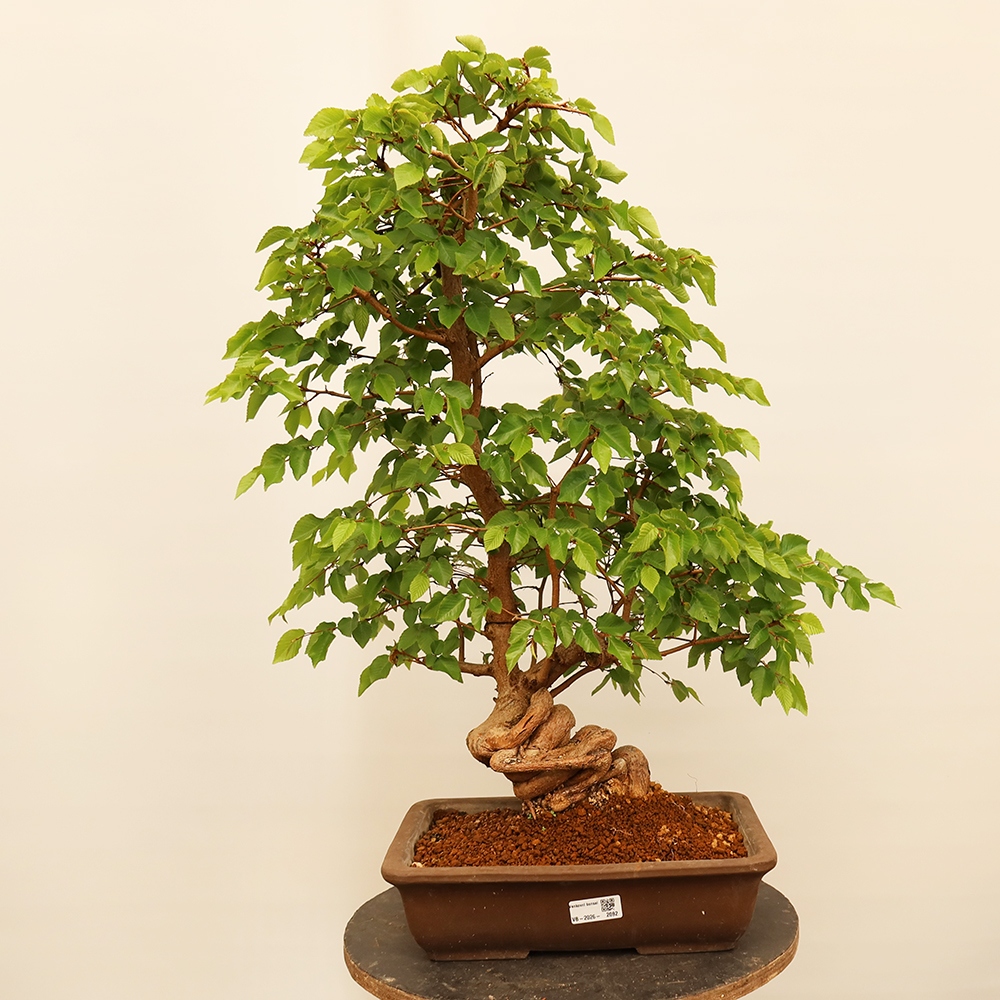 Bonsai im Freien - Carpinus Coreana - Koreanische Hainbuche