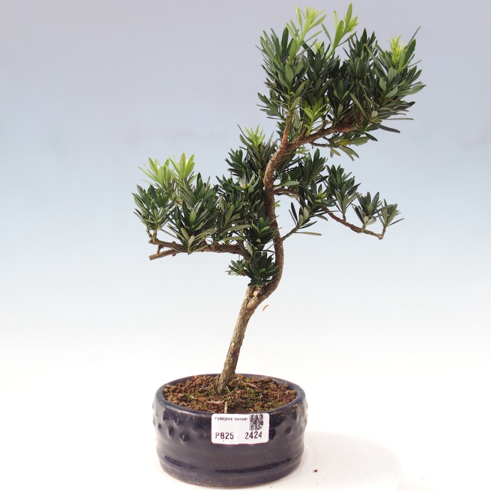 Indoor-Bonsai - Podocarpus - Stein tausend