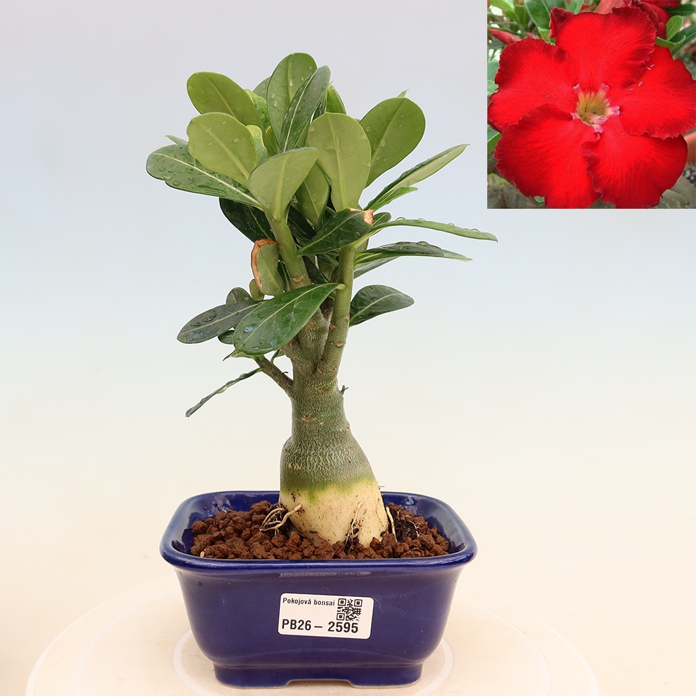 Zimmerbonsai – Adenium obesum „Red Star“ – Wüstenrose