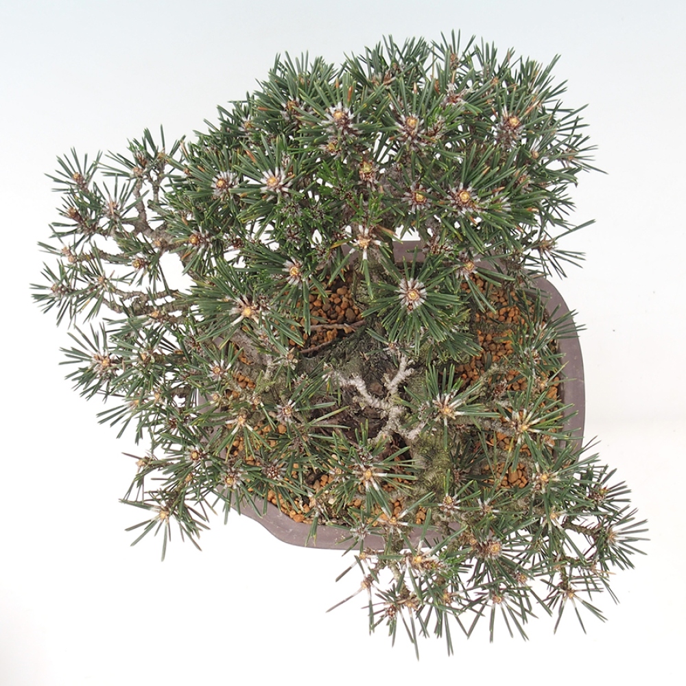 Bonsai für draußen - Pinus thunbergii Kotobuki - Thunberg-Kiefer
