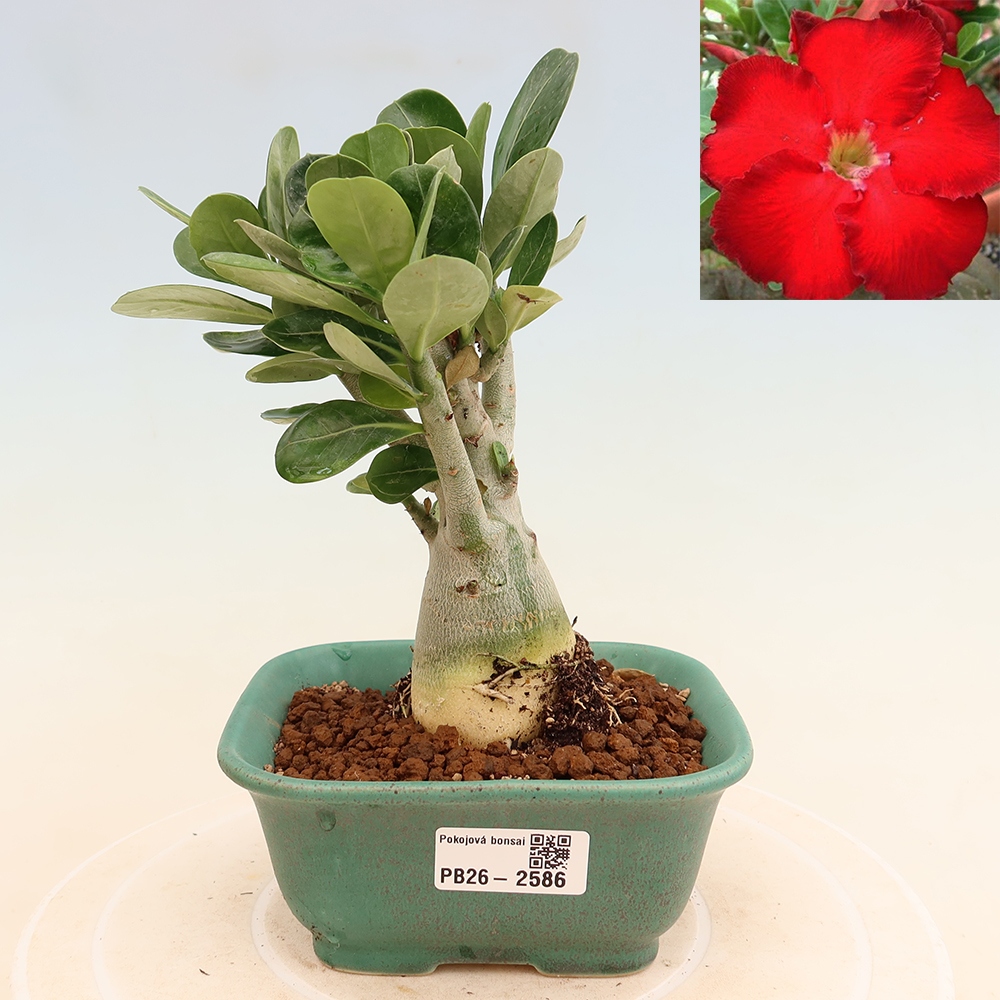 Zimmerbonsai – Adenium obesum „Red Star“ – Wüstenrose