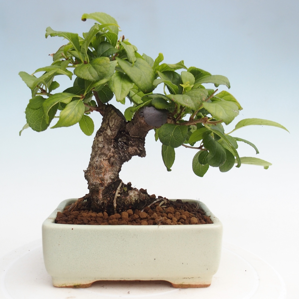 Outdoor-Bonsai - Celastrus Jesenec