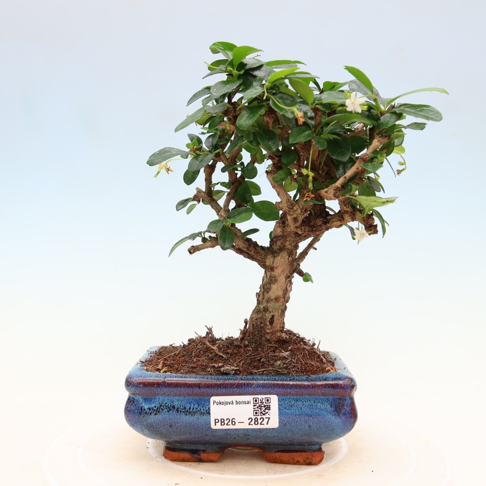 Zimmer-Bonsai - Carmona macrophylla - Tee-Fuki