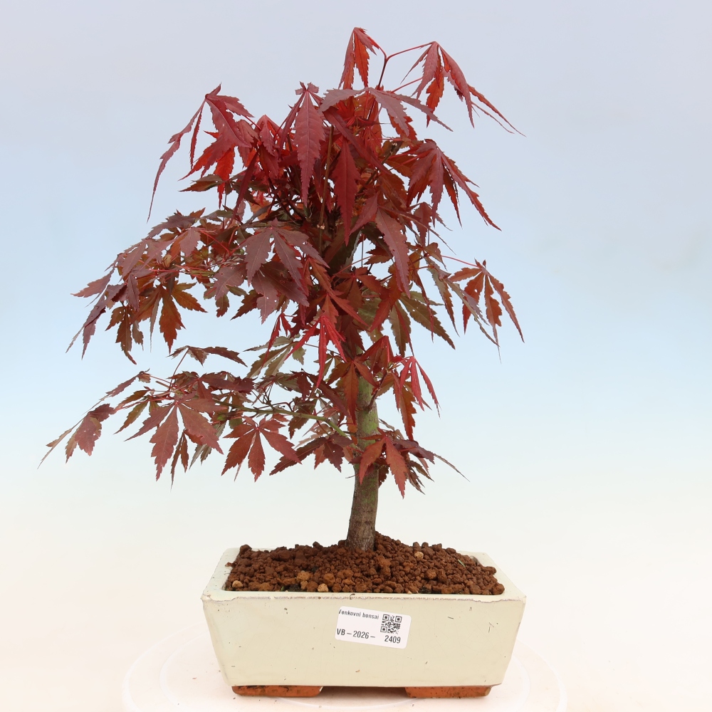 Bonsai für draußen - Acer-Palme. Atropurpureum-Javor palmate