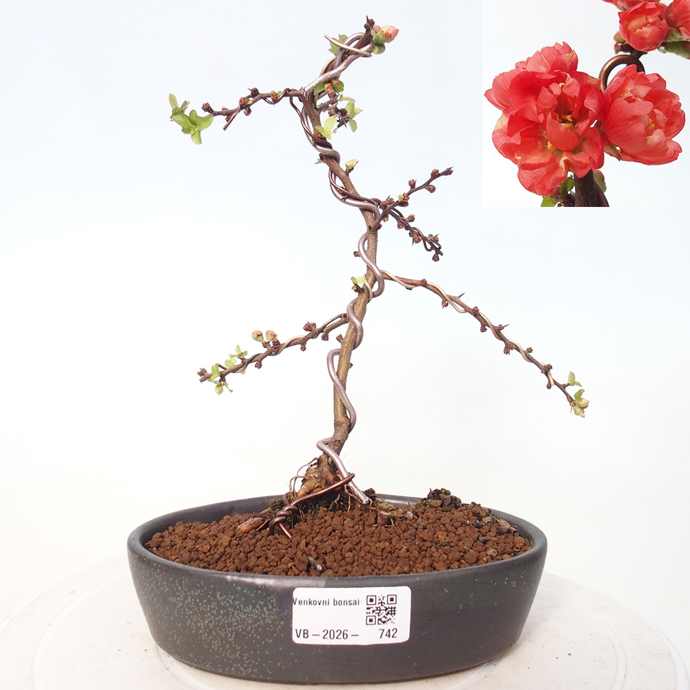 Bonsai für draußen - Chaneomeles s. Red Joy - Quitte