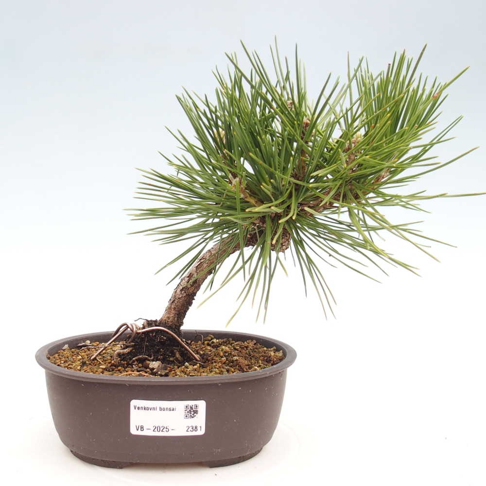 Bonsai im Freien - Pinus thunbergii - Thunbergia-Kiefer