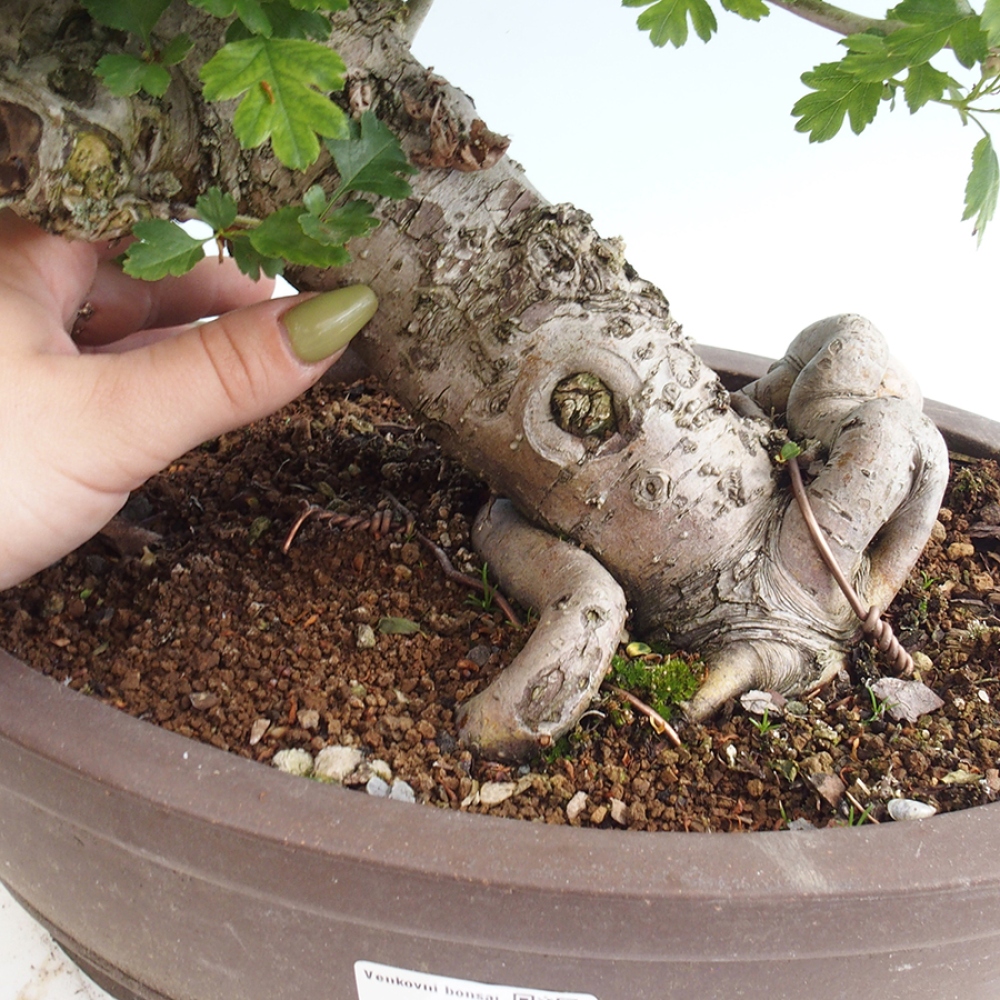 Bonsai im Freien - Weißdorn - Crataegus laevigata Paula