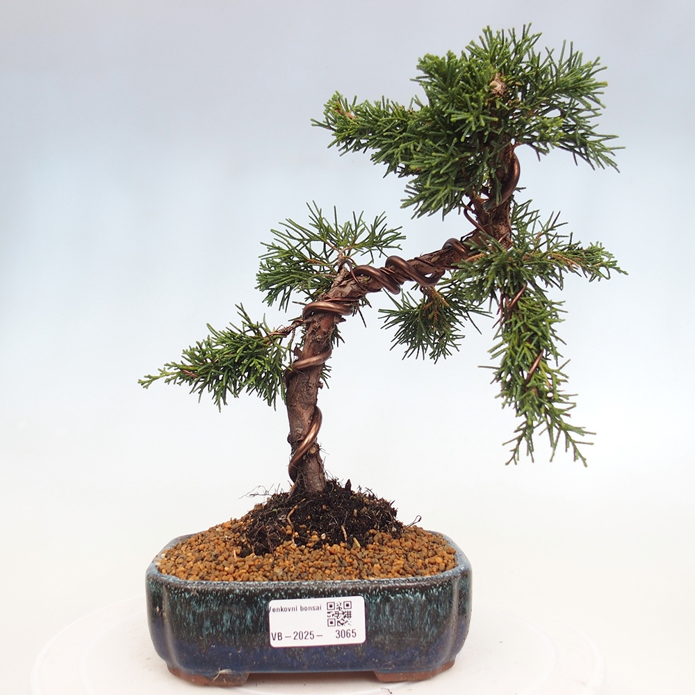 Bonsai im Freien - Juniperus chinensis Kishu - Chinesischer Wacholder