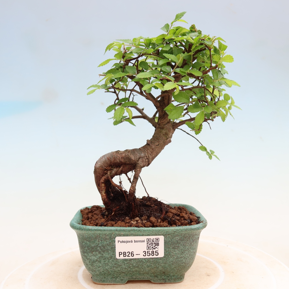 Zimmerbonsai - Ulmus parvifolia - Kleinblättrige Ulme