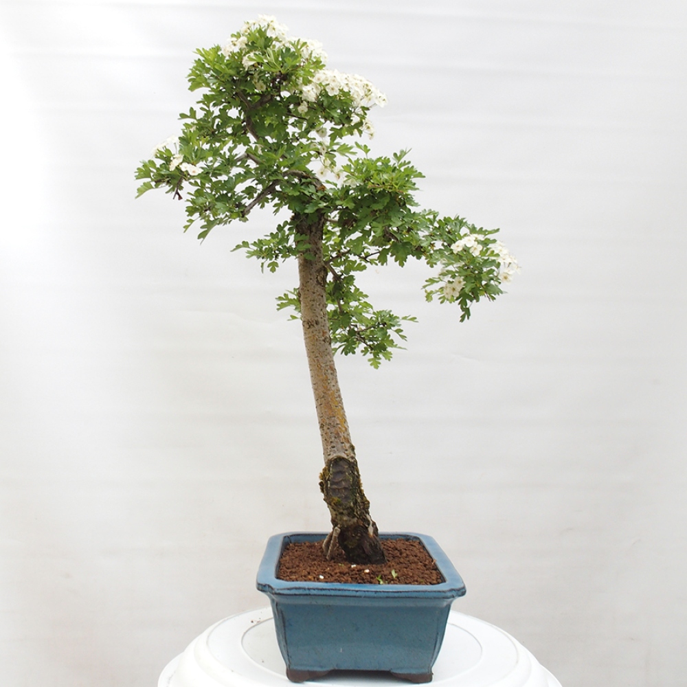 Bonsai im Freien - Weißdorn - Crataegus monogyna