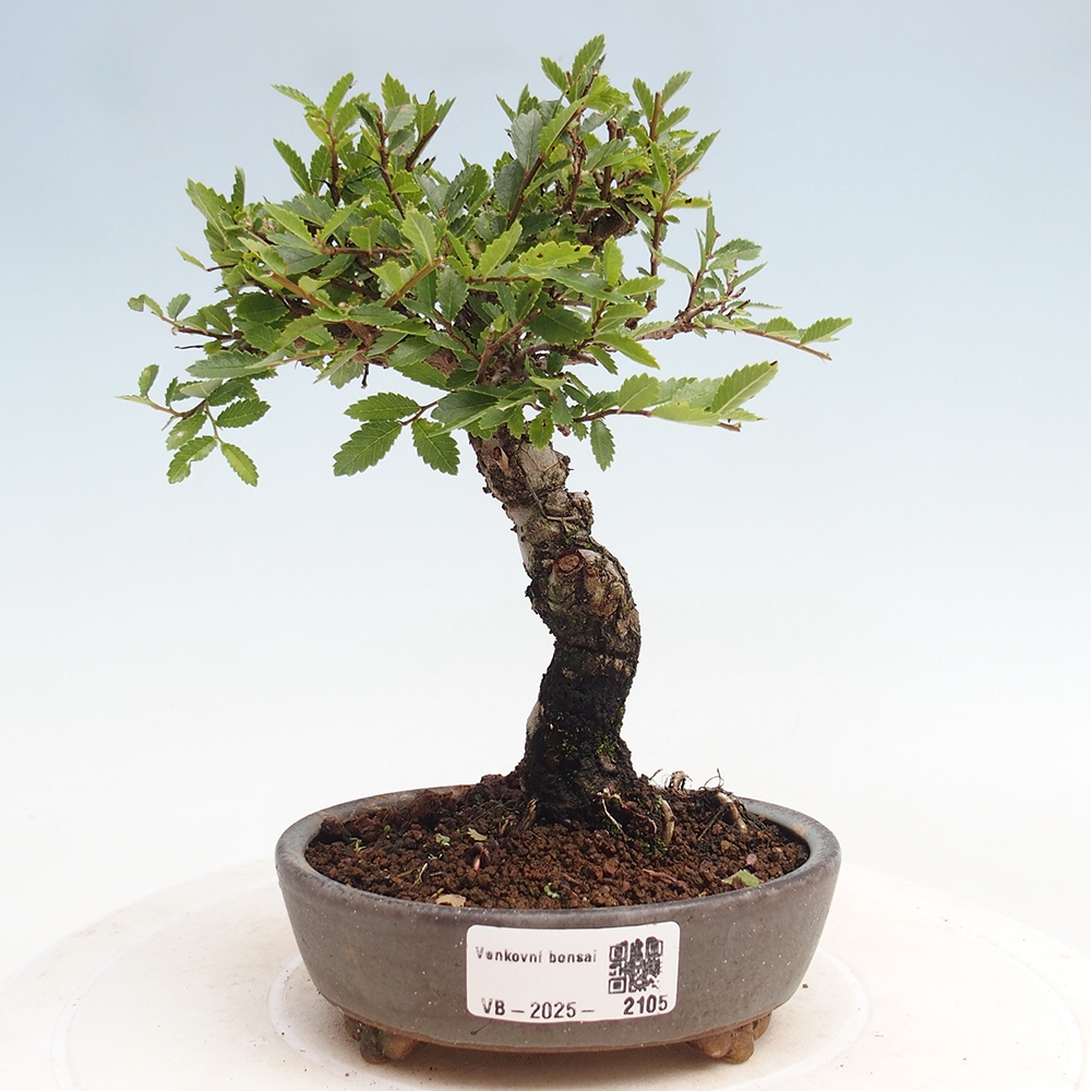 Bonsai im Freien - Zelkova - Zelkova NIRE